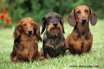 Desglose de la raza de perro Dachshund:¿Son estos cachorros para ti?