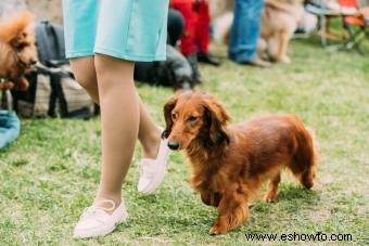 Desglose de la raza de perro Dachshund:¿Son estos cachorros para ti?