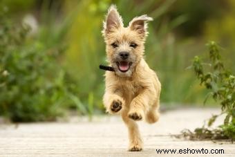 Datos, características y cuidados de la raza Cairn Terrier