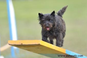 Datos, características y cuidados de la raza Cairn Terrier