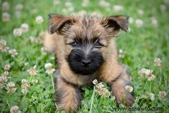 Datos, características y cuidados de la raza Cairn Terrier