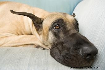 Razas de perros tranquilos a tener en cuenta