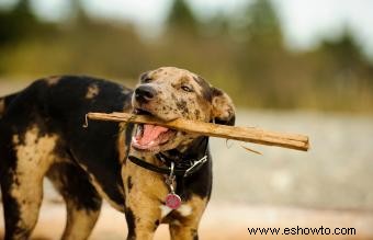 Perro leopardo Catahoula:¿Quién es este cachorro desconocido?