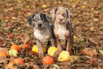 Perro leopardo Catahoula:¿Quién es este cachorro desconocido?