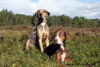 Perro leopardo Catahoula:¿Quién es este cachorro desconocido?