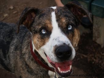 Perro leopardo Catahoula:¿Quién es este cachorro desconocido?