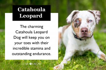Perro leopardo Catahoula:¿Quién es este cachorro desconocido?