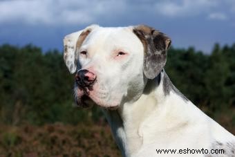 Perro leopardo Catahoula:¿Quién es este cachorro desconocido?