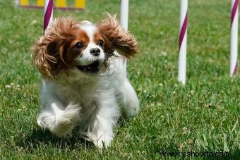 Cavalier King Charles Spaniel 101:Rasgos, orígenes y consejos de cuidado