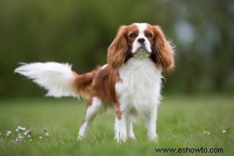 Cavalier King Charles Spaniel 101:Rasgos, orígenes y consejos de cuidado