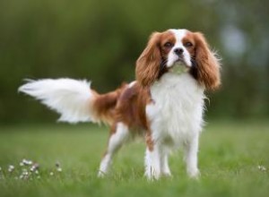Guía Completa del Cavalier King Charles Spaniel: Origen, Características y Cuidados Esenciales