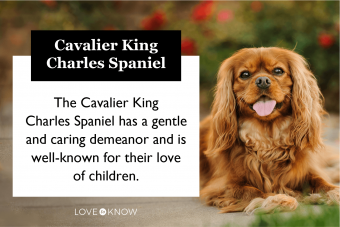 Cavalier King Charles Spaniel 101:Rasgos, orígenes y consejos de cuidado