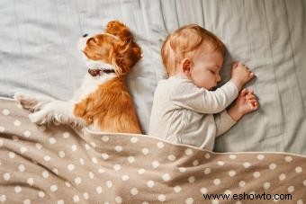 Cavalier King Charles Spaniel 101:Rasgos, orígenes y consejos de cuidado