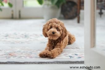 Características imprescindibles del híbrido de perro Cavapoo (desde su salud hasta su adorable personalidad)