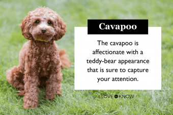 Características imprescindibles del híbrido de perro Cavapoo (desde su salud hasta su adorable personalidad)