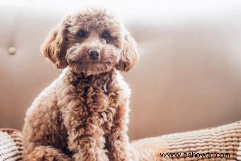 Características imprescindibles del híbrido de perro Cavapoo (desde su salud hasta su adorable personalidad)