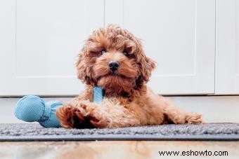 Características imprescindibles del híbrido de perro Cavapoo (desde su salud hasta su adorable personalidad)