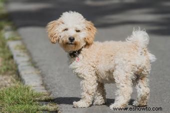 Características imprescindibles del híbrido de perro Cavapoo (desde su salud hasta su adorable personalidad)