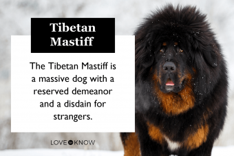 Características del mastín tibetano:un perro guardián con pelusa