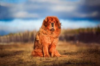 Características del mastín tibetano:un perro guardián con pelusa