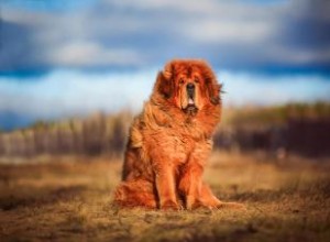 Características del mastín tibetano:un perro guardián con pelusa