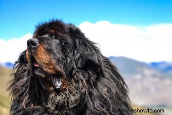 Características del mastín tibetano:un perro guardián con pelusa