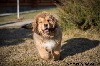 Características del mastín tibetano:un perro guardián con pelusa