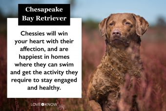 Chesapeake Bay Retriever:guía para este perro deportivo