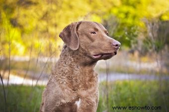 Chesapeake Bay Retriever:guía para este perro deportivo