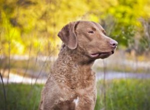 Chesapeake Bay Retriever: Guía completa sobre esta raza deportiva y leal