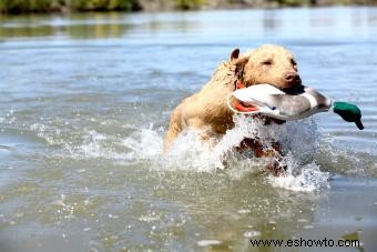 Chesapeake Bay Retriever:guía para este perro deportivo