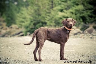 Chesapeake Bay Retriever:guía para este perro deportivo