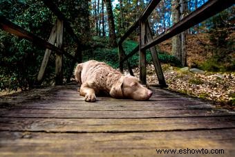 Chesapeake Bay Retriever:guía para este perro deportivo