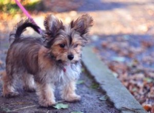 Chorkie: Características, Personalidad, Cuidados y Salud de esta Adorable Mezcla de Razas