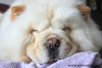 Datos de la raza de perro Chow Chow