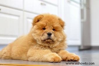 Datos de la raza de perro Chow Chow