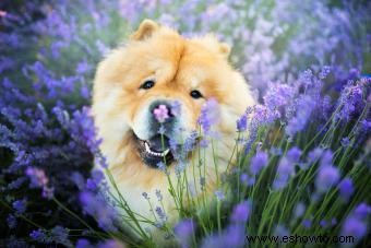 Datos de la raza de perro Chow Chow