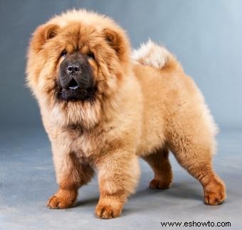 Datos de la raza de perro Chow Chow