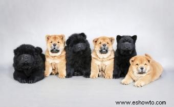 Datos de la raza de perro Chow Chow