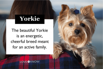 Características comunes de los Yorkies que los hacen tan populares