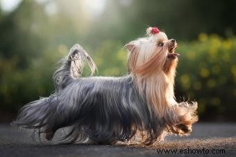 Características comunes de los Yorkies que los hacen tan populares