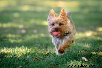 Características comunes de los Yorkies que los hacen tan populares