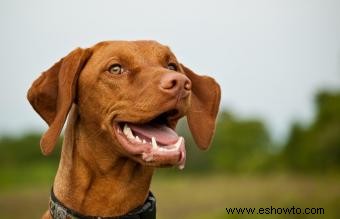 Características e imágenes comunes de la raza de perro Vizsla