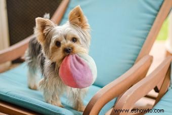 Características comunes de los Yorkies que los hacen tan populares