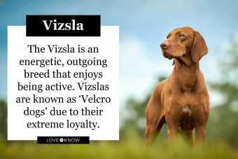 Características e imágenes comunes de la raza de perro Vizsla