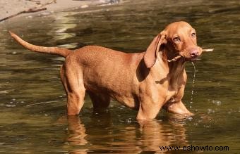 Características e imágenes comunes de la raza de perro Vizsla