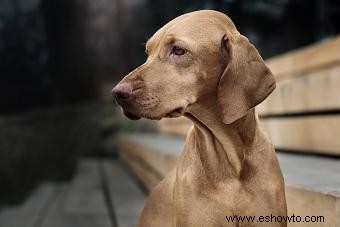 Características e imágenes comunes de la raza de perro Vizsla