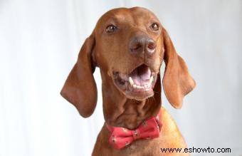 Características e imágenes comunes de la raza de perro Vizsla