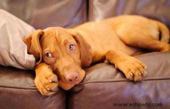 Características e imágenes comunes de la raza de perro Vizsla