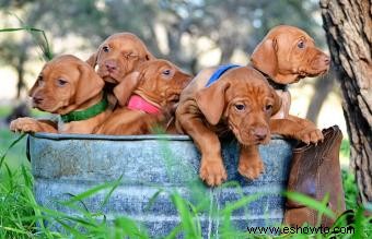 Características e imágenes comunes de la raza de perro Vizsla